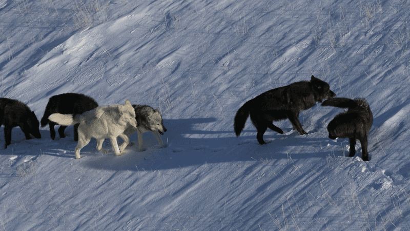 The Astonishing Size Of The Yellowstone Northern Range Pack