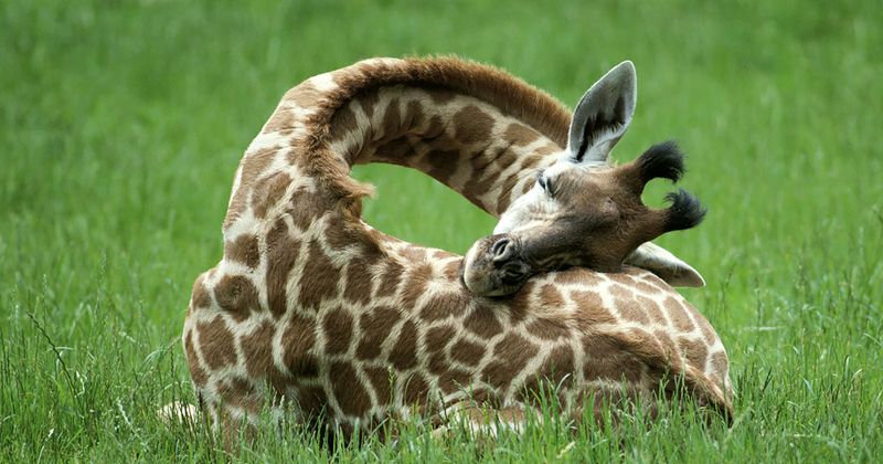 Are There Mammals That Don't Sleep Much?
