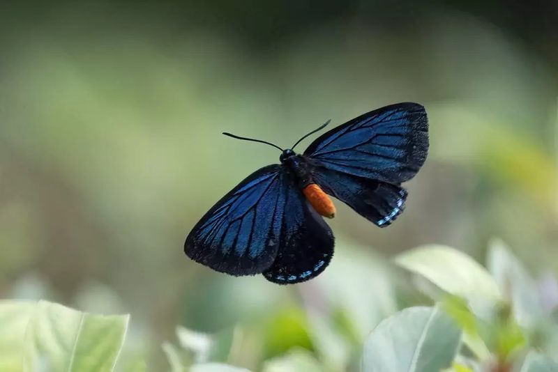 Atala Butterfly's Role In Local Ecosystems And Biodiversity