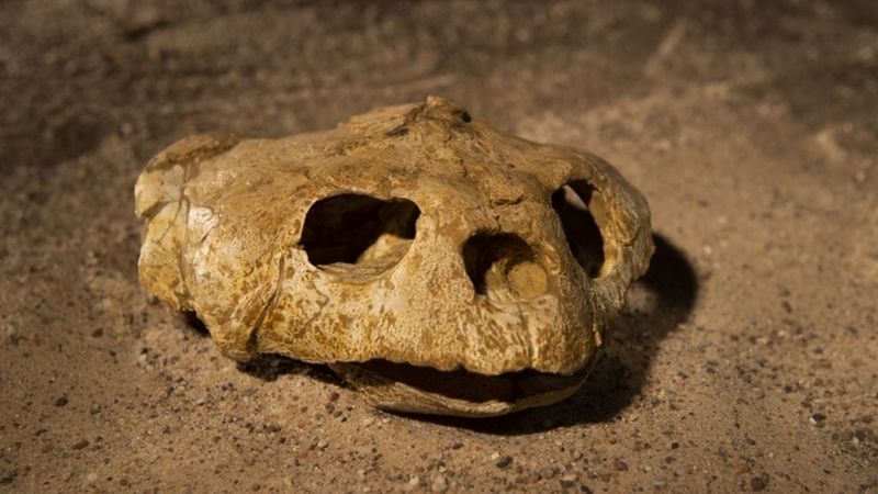 Similar Discoveries Of Marine Fossils In Landlocked Regions