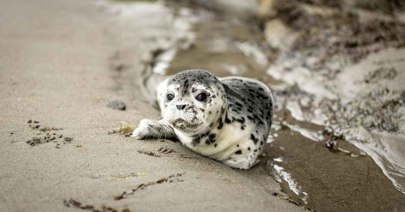 Why Seal Pups Stay On The Beach And Don't Always Need Help