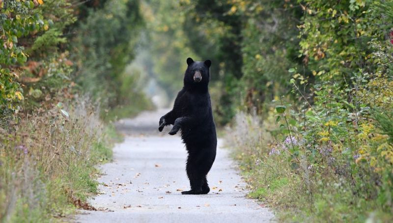 Coexisting With Black Bears In Pennsylvania