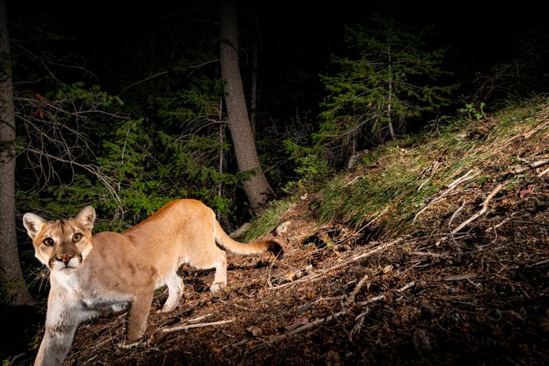 A Phantom Predator Survives Against All Odds