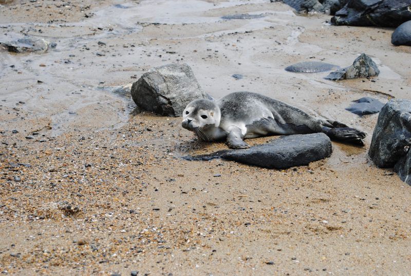 Enjoy The View, But Leave Seal Pups Alone