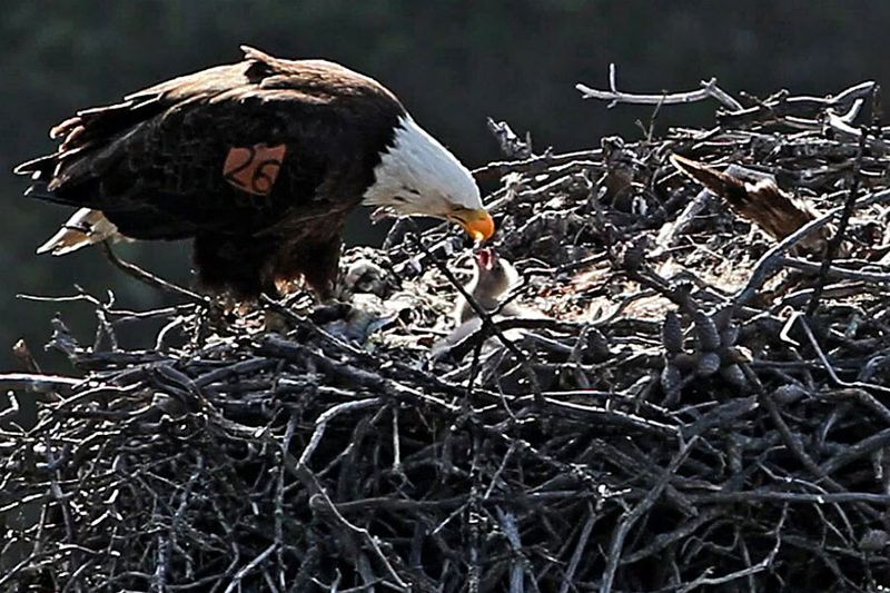 Challenges Bald Eagles Still Face Despite Population Growth