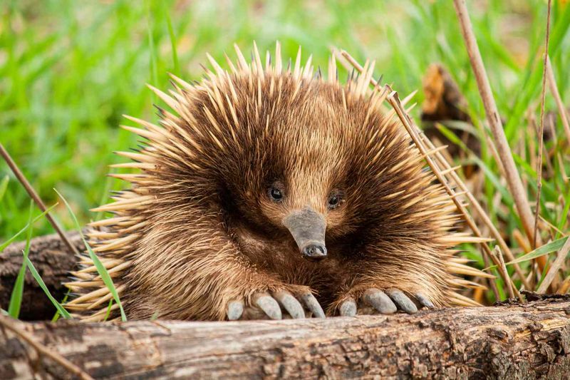 Do Any Mammals Lay Eggs?