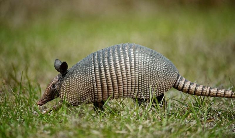 The Armadillo's Unexpected Arrival In Ohio