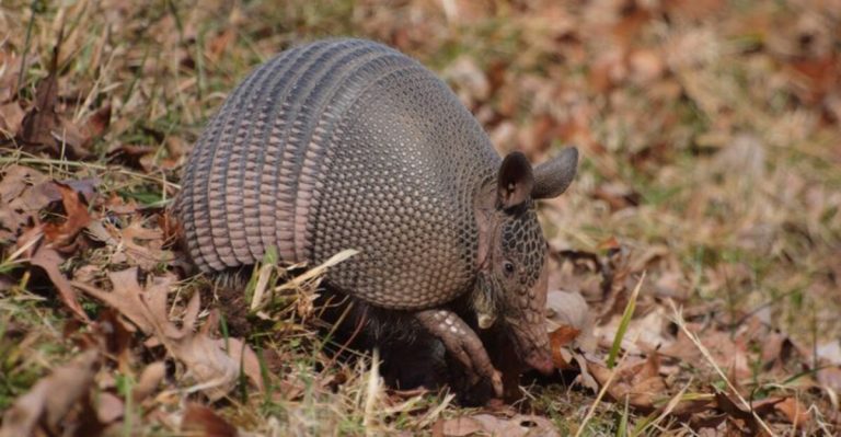 What’s Digging Up Your Yard In Ohio? Meet The Armadillo Now Moving North