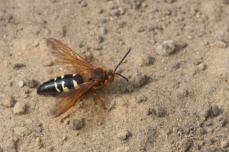 Cicada Killer Wasp