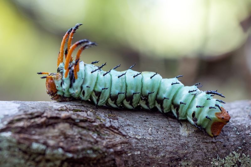 Hickory Horned Devil