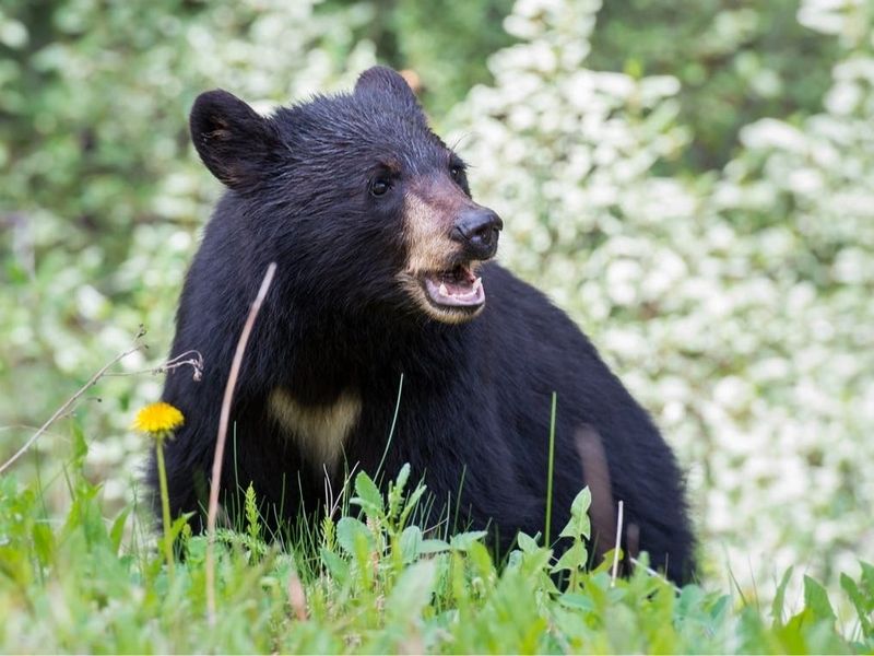 How Changing Weather Patterns Affect Bear Habitats
