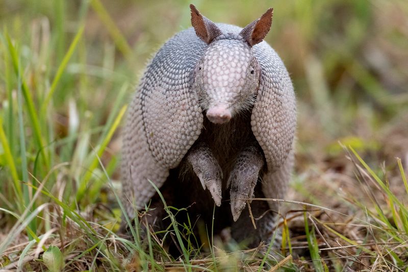 How Armadillos Are Moving North