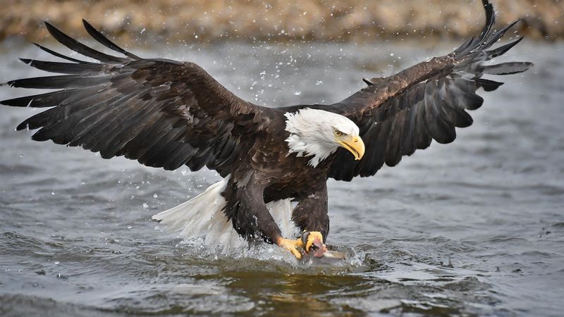 The Best Times Of Year To See Bald Eagles In Northern California