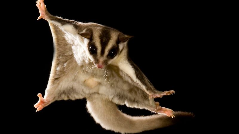 Can Any Mammals Glide Like Flying Squirrels?