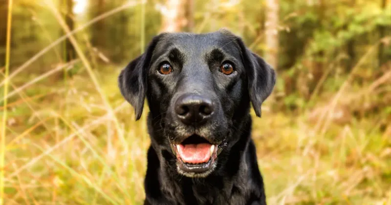 Labrador Retriever