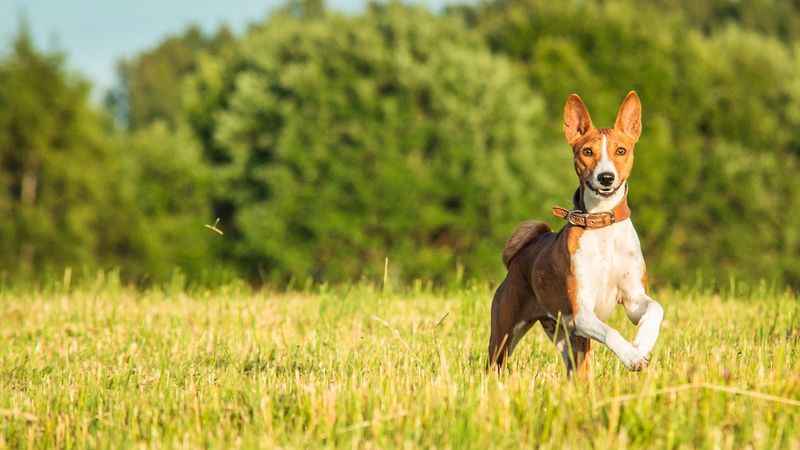 Basenjis Bring African Heat Adaptation