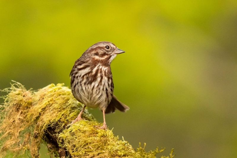 Song Sparrow