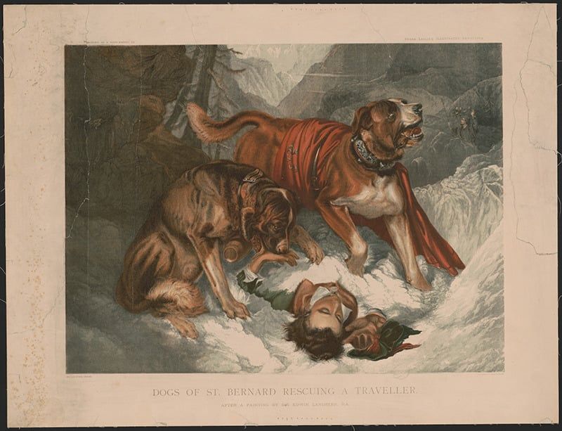 Barry's Role as a Rescue Dog