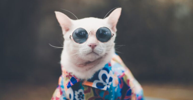 Why Austin Is The Ultimate Destination For Hipster Pets