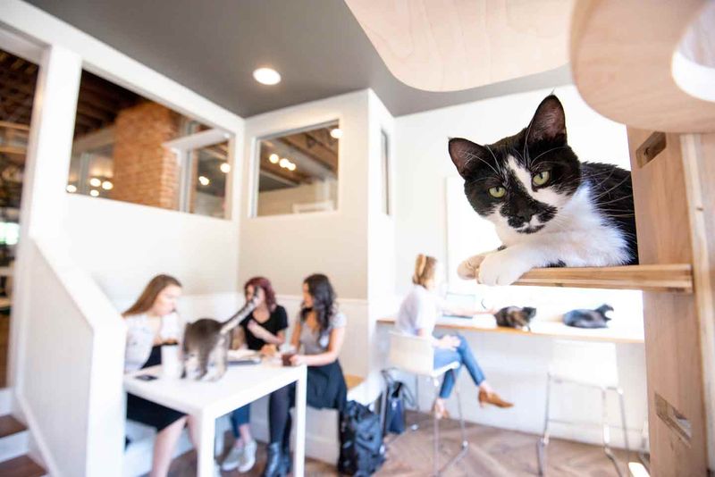 The Rise Of Cat-Centric Businesses