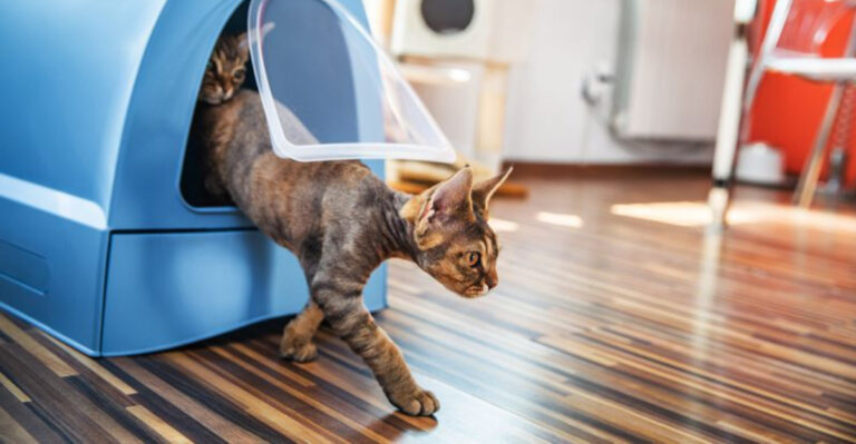 Why Brooklyn Cats Are Living More Lavishly Than Most People
