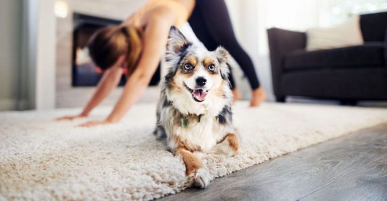 Why California Is Becoming The Dog Yoga Capital Of The U.S.