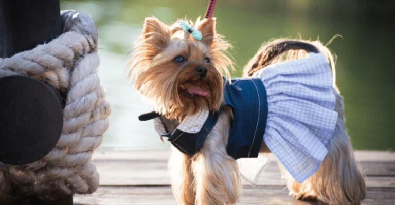Why Chicago’s Dogs Are The Most Stylish In America Right Now