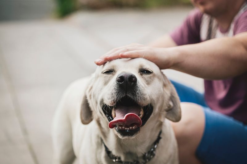 Pet Humanization Trend