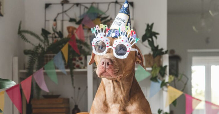 Why Dog Birthday Parties Are Huge In Los Angeles Right Now