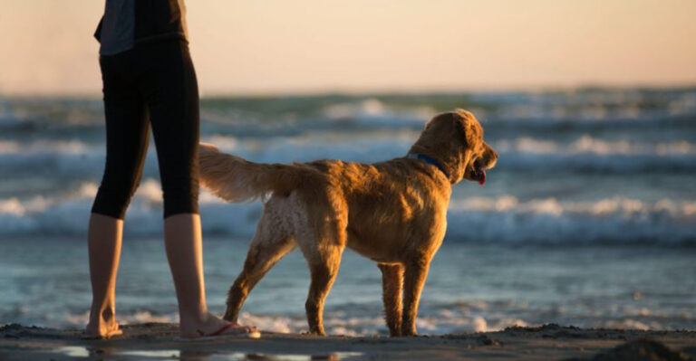 Why Dogs In San Diego Have Better Beach Lives Than Their Owners