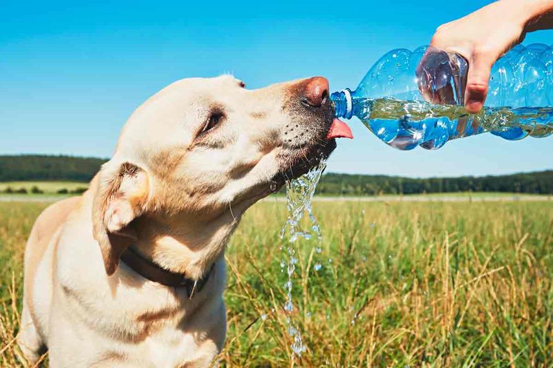 Trick #1: Provide Plenty Of Fresh, Clean Water