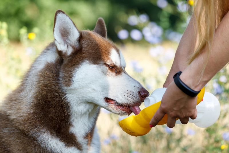 California's Climate Vs. Husky's Natural Habitat