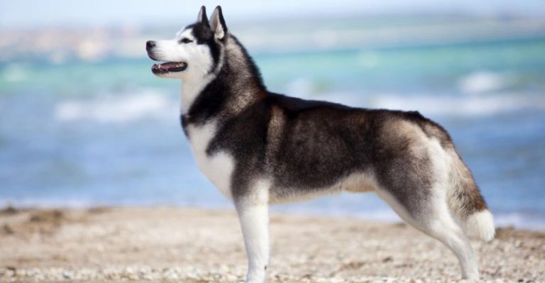 Why Huskies Are Gaining Unlikely Popularity In California Right Now