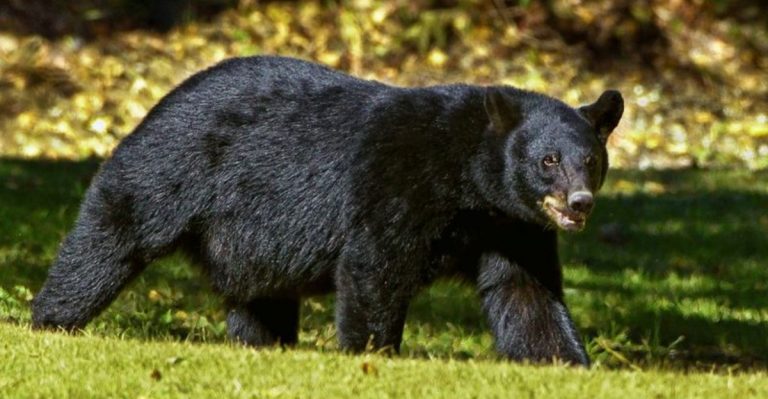 Why Louisiana Is Seeing More Black Bear Sightings Than Ever Before