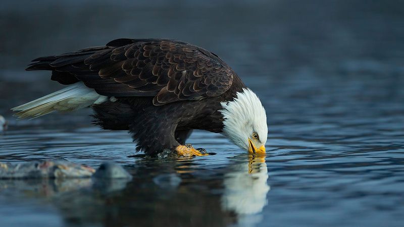 Key Factors Contributing To The Bald Eagle's Recovery In California