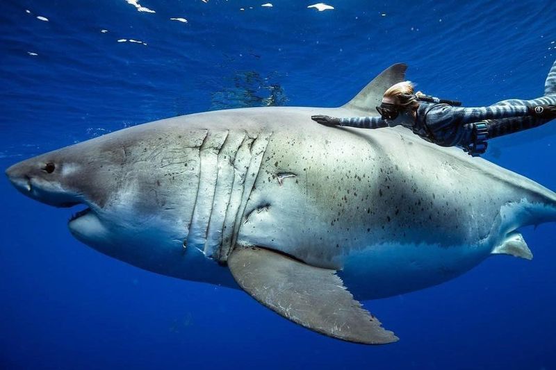 Understanding The Fear Of Sharks
