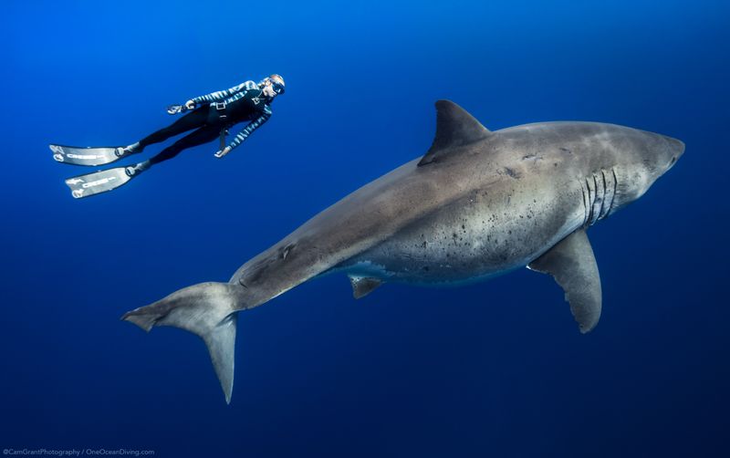 Sharks Don't See Humans As Food