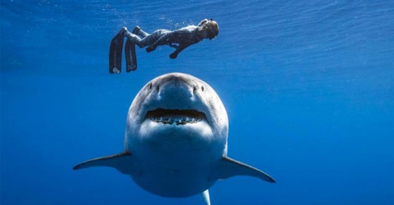 Why Ocean Ramsey Swims With Sharks Without Fear And Why You Can Too