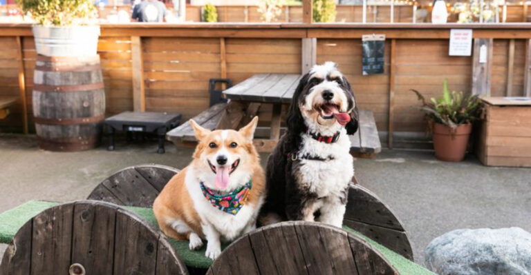 Why Pacific Northwest Pets Are Some Of The Healthiest In The U.S.