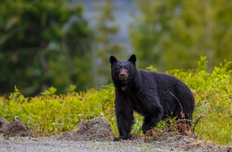 The Rise Of Black Bear Sightings In Pennsylvania