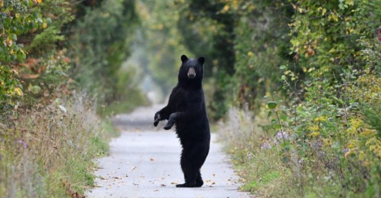 Why People Are Seeing More Black Bears In Pennsylvania Neighborhoods
