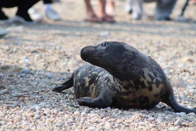 The Dangers Of Disturbing Seal Pups