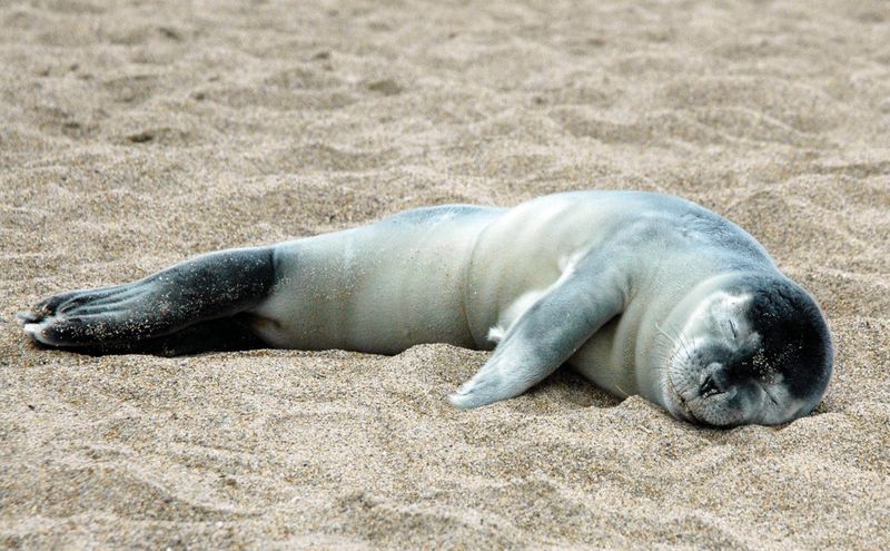 The Legal Protection Of Seals In Massachusetts