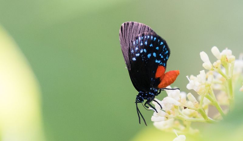 The Comeback Of The Atala Butterfly
