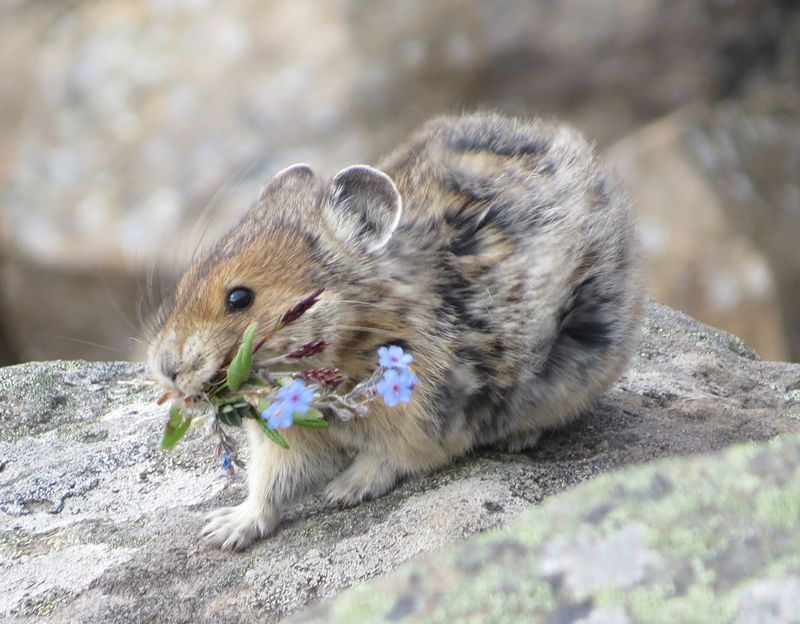 Viscachas Vs. Pikas