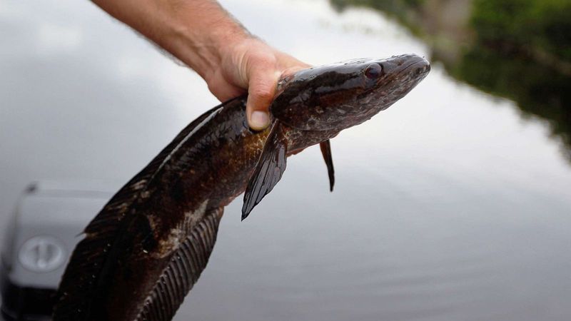 Legal Measures Against The Northern Snakehead