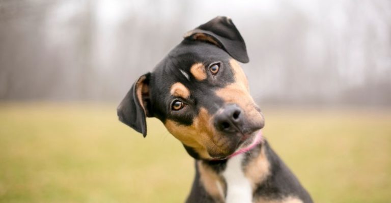 Why Your Dog Tilts Its Head When You Talk? (Finally Explained)