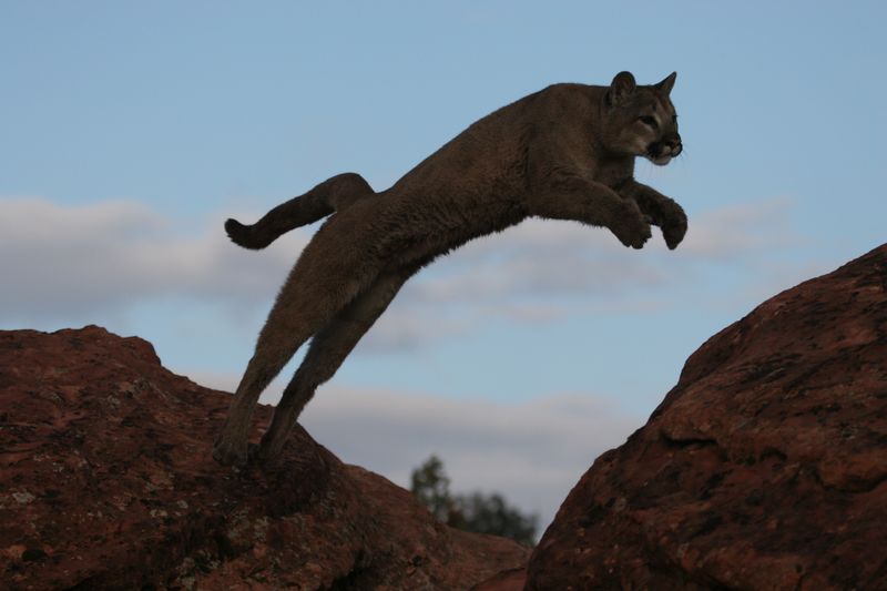 Never Run From A Mountain Lion