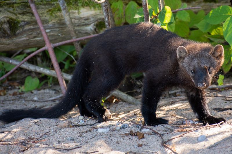 Protecting The Fisher And Its Habitat