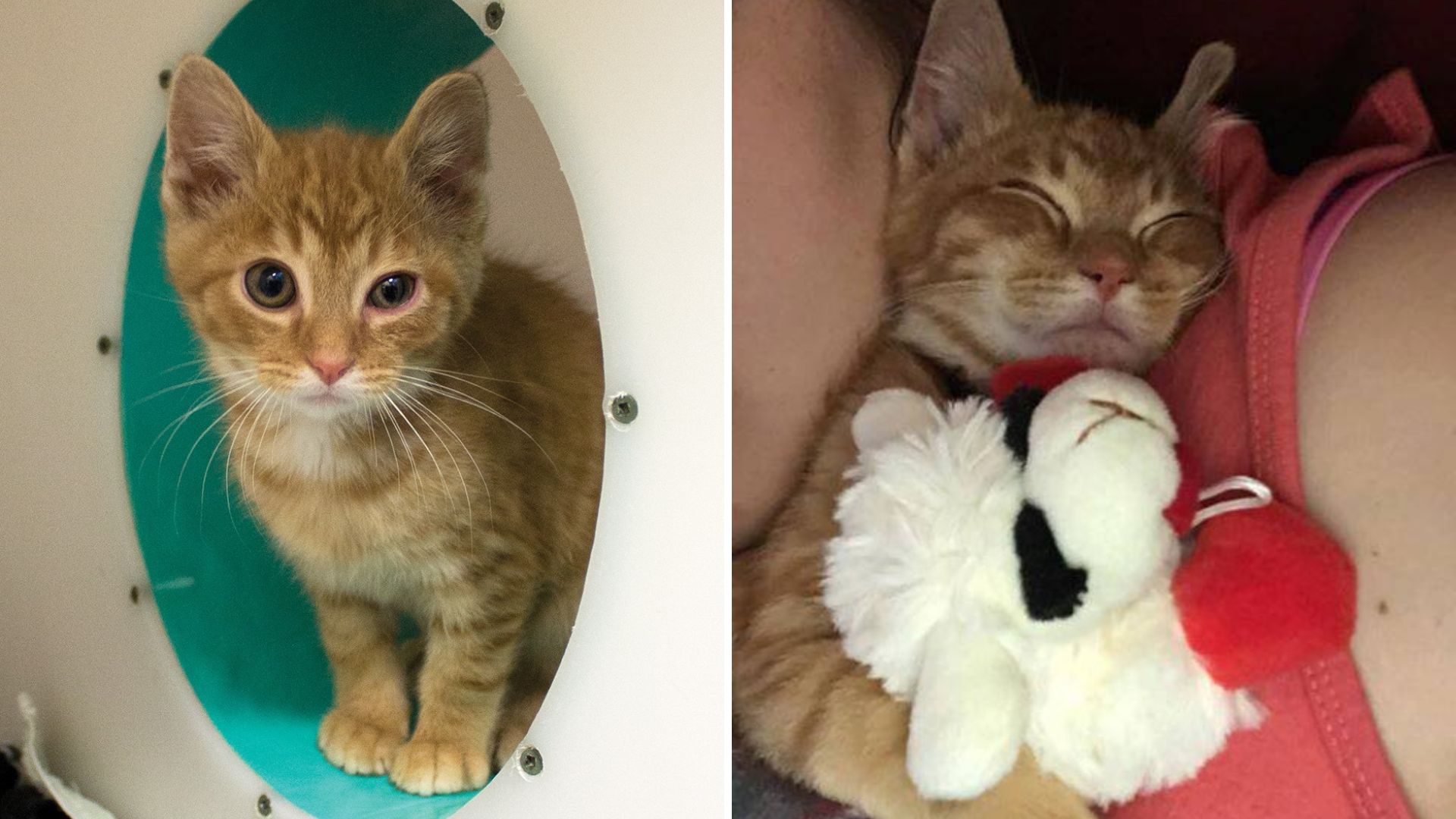adopted kitten